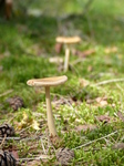FZ020491 Mushrooms in the sun.jpg